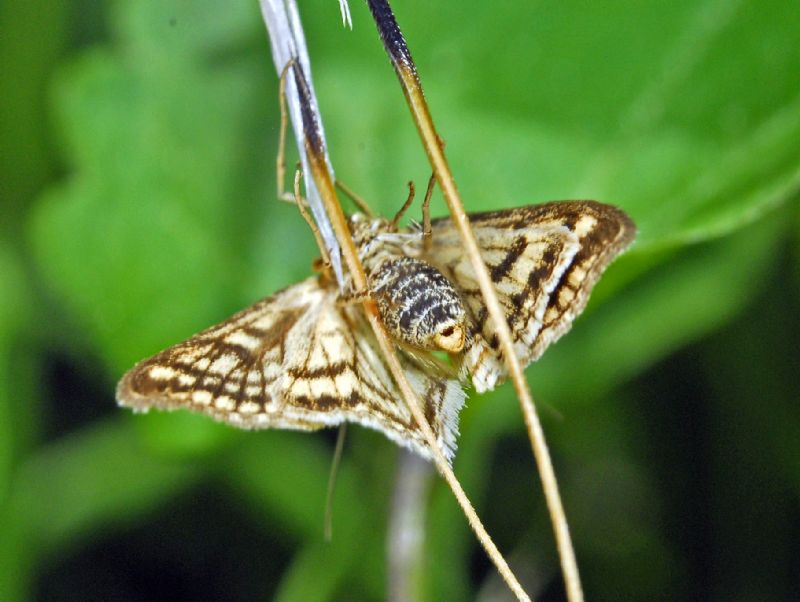 Il verso della farfalla - ID